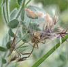 Pisaura mirabilis